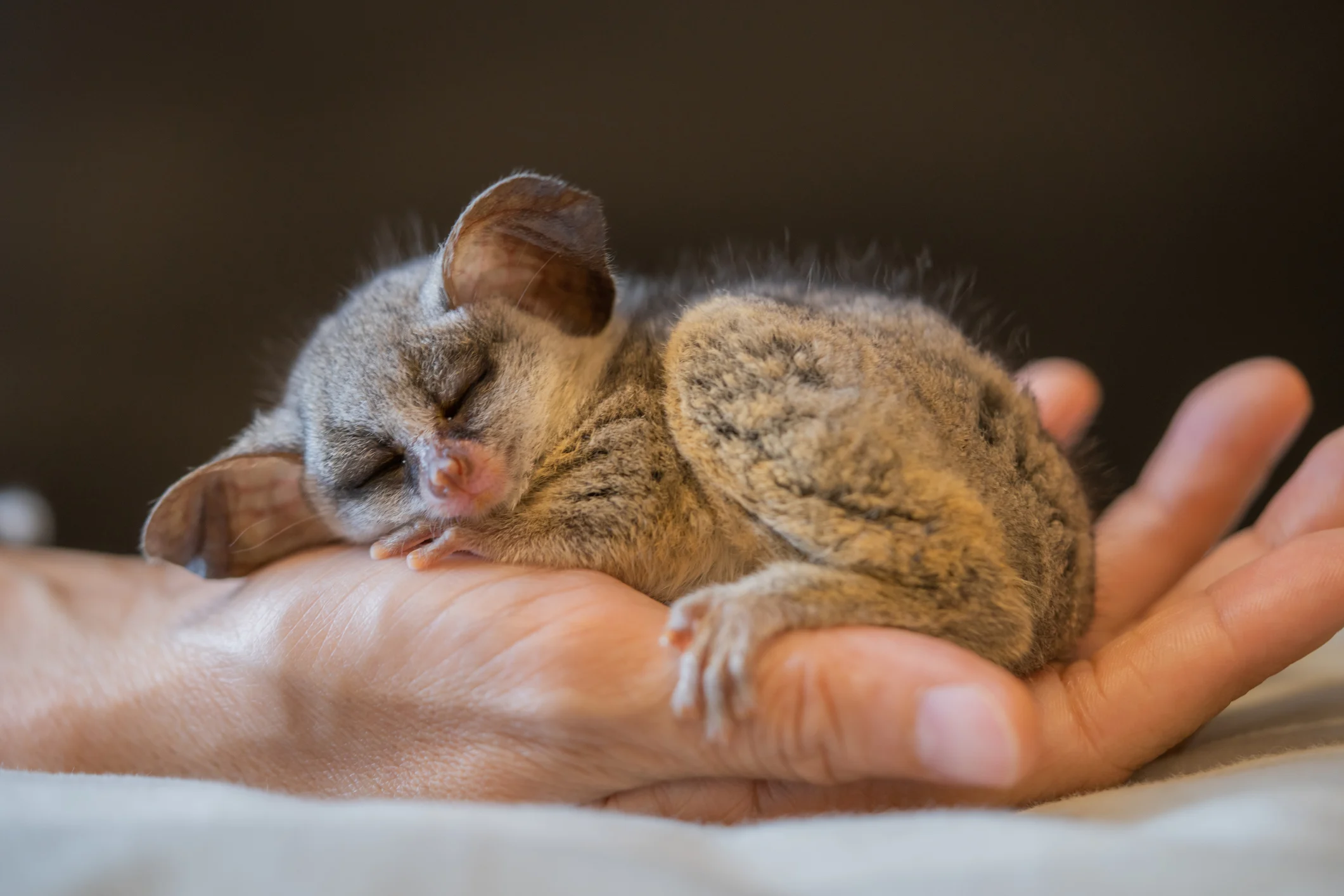 Galagos Kaufen Österreich