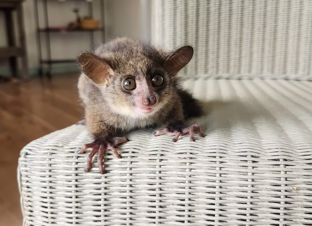 galagos kaufen österreich