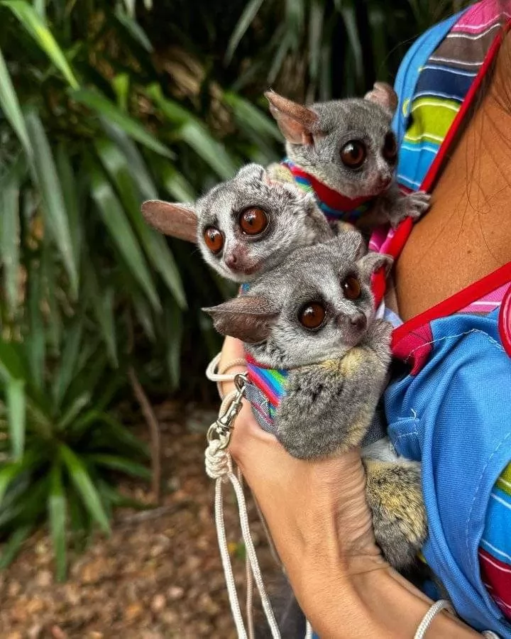 Galagos Kaufen Österreich