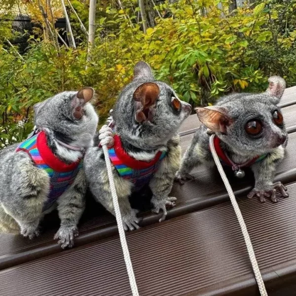 2 Monate alte Galago-Geschwister, 2 Männchen und 1 Weibchen