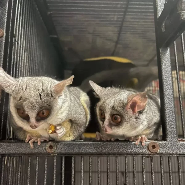10 Wochen altes Galago-Paar, männlich & weiblich